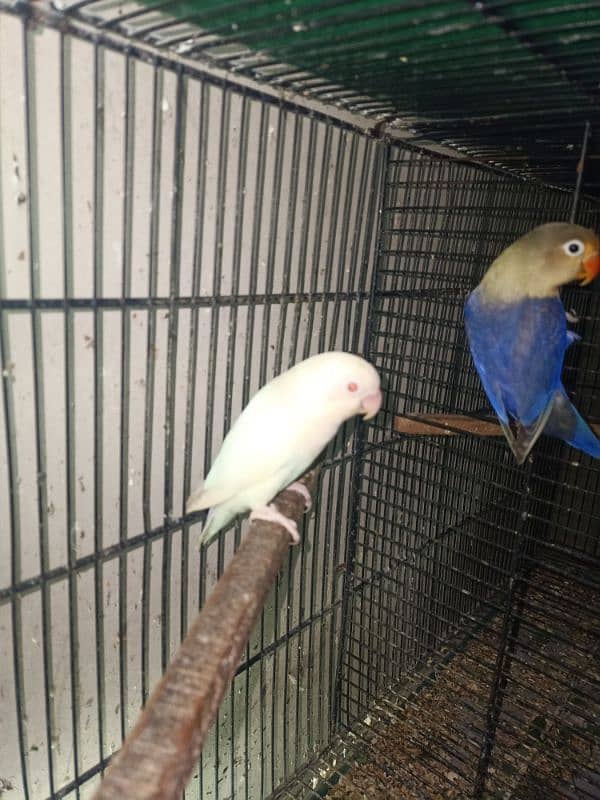 parblue x Albino red eye breeder pair with 4 chicks 2