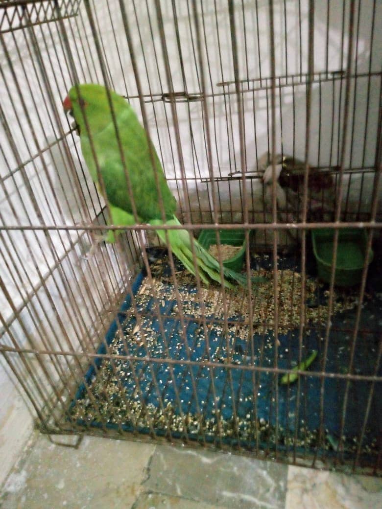 Beautiful Green parrot 5 month (No talking and No handtame) 0