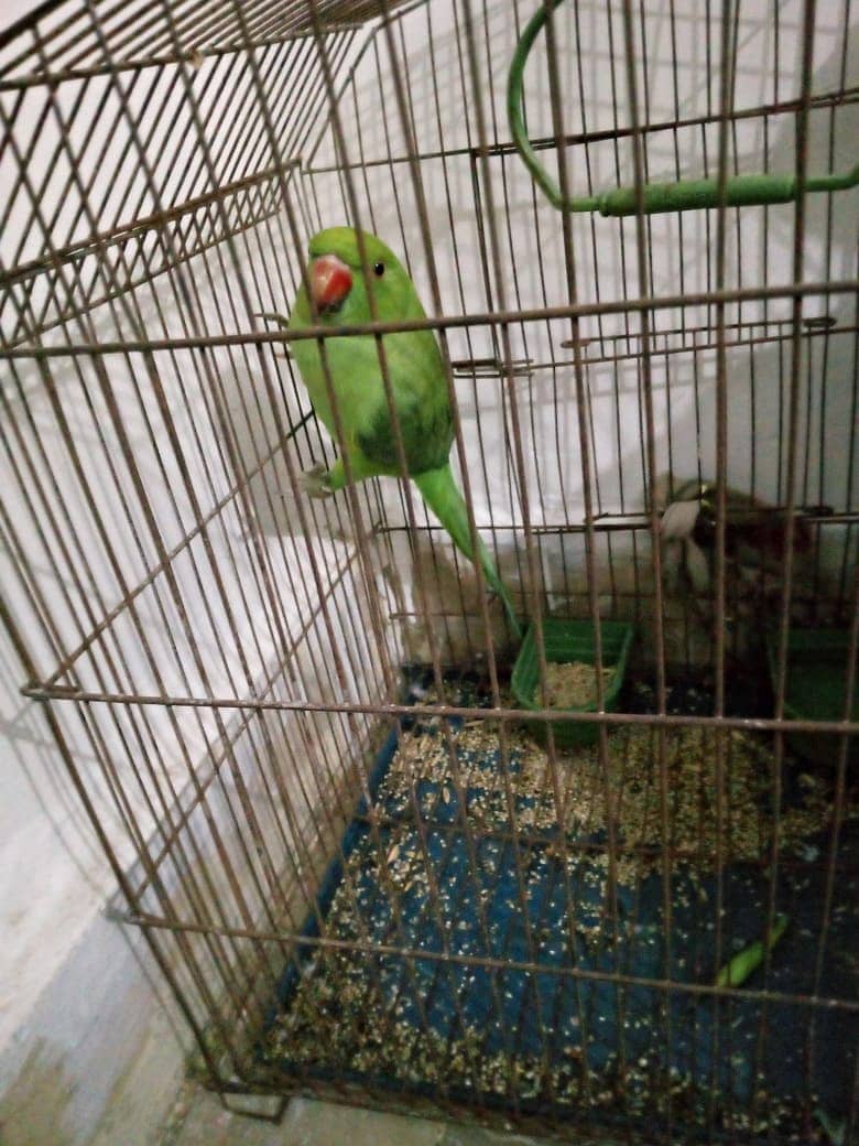 Beautiful Green parrot 5 month (No talking and No handtame) 1