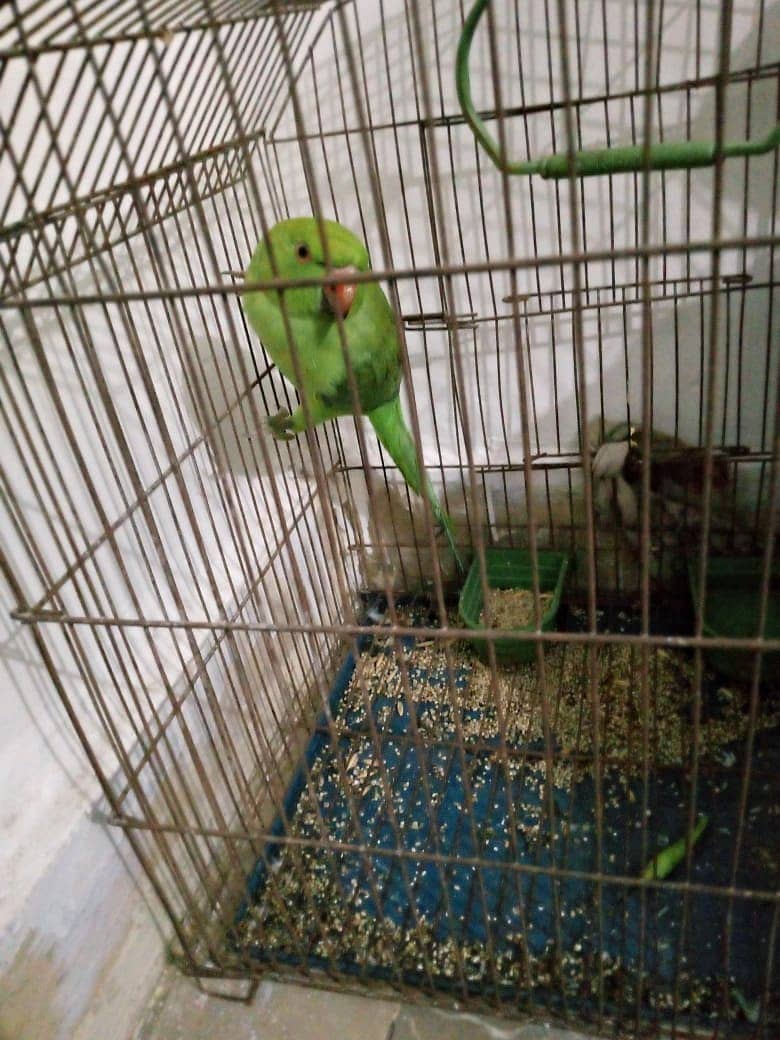 Beautiful Green parrot 5 month (No talking and No handtame) 2