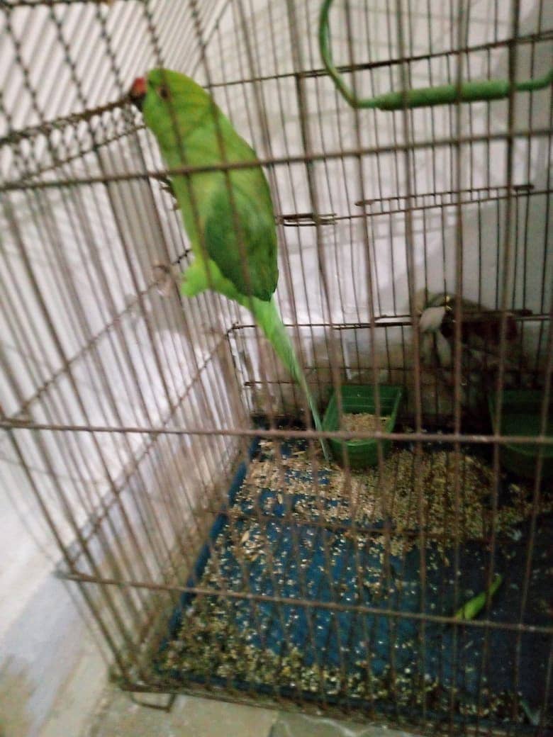 Beautiful Green parrot 5 month (No talking and No handtame) 3