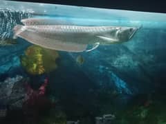 Arowana