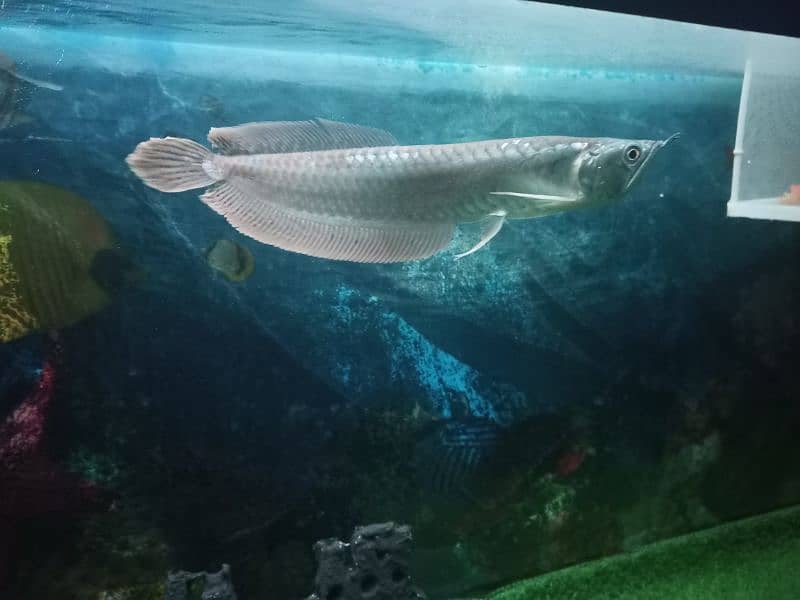 Arowana Fish 2