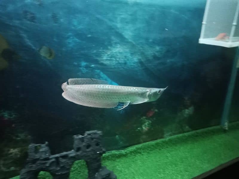 Arowana Fish 4