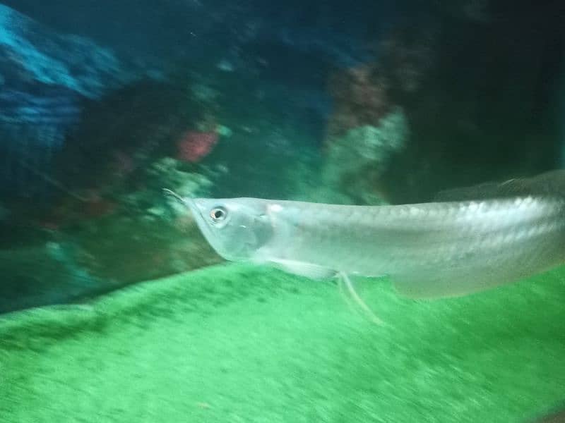 Arowana Fish 5