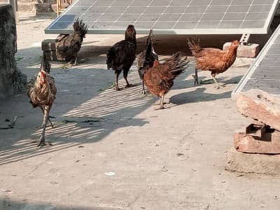 Desi Golden Murgi Murgha ghr ka pala hua