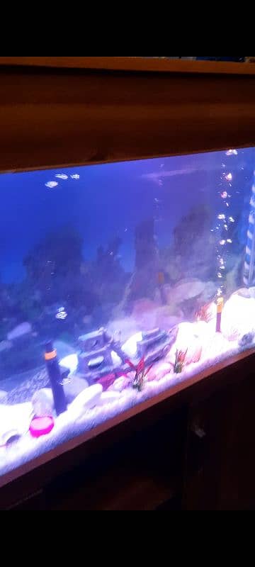 Fish Aquarium with stand for sale 2