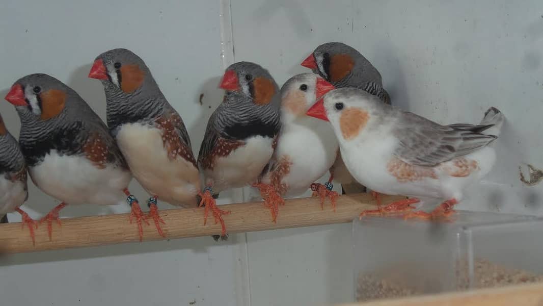 BB and OB spilit Mutation Zebra Finches 0