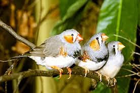 BB and OB spilit Mutation Zebra Finches 1