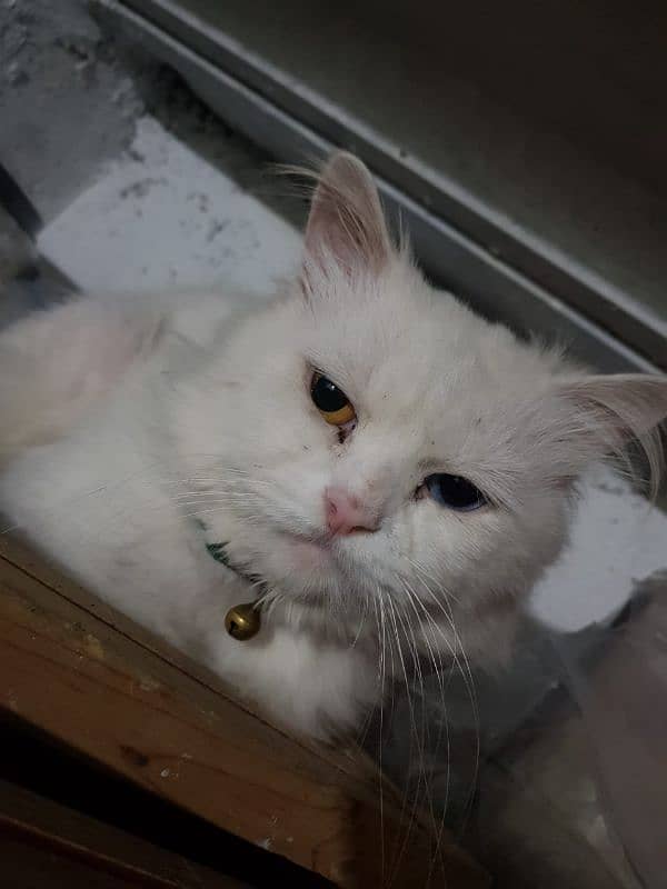 persian cats pair for sale 0