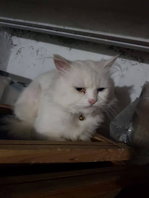 persian cats pair for sale 1