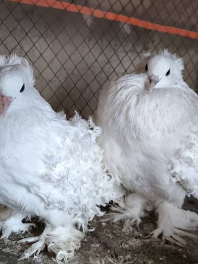 frill high quality breeder pair