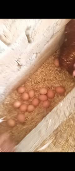 50-Lohman Brown hens for sale in Bahawalpur