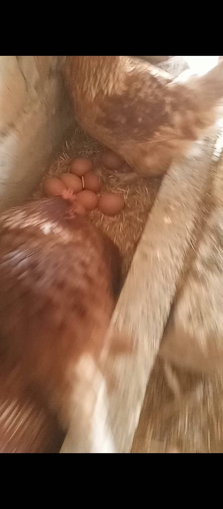 Lohman Brown hens for sale in Bahawalpur 2