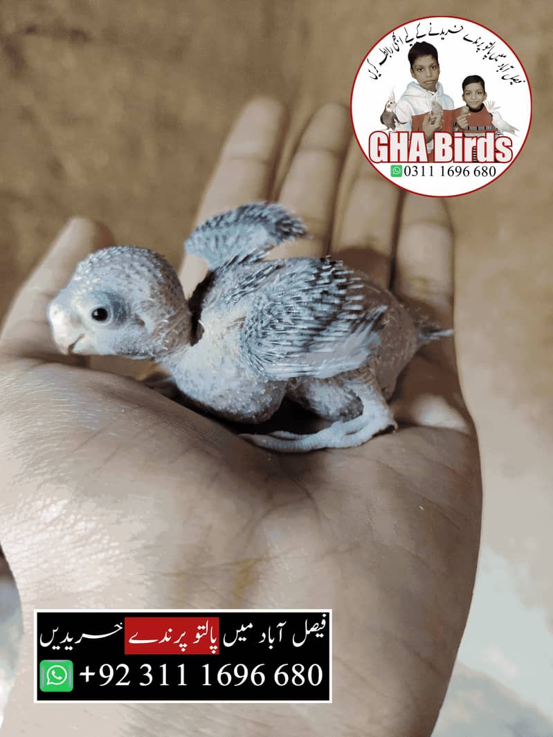 Baby Budgie without wings 2