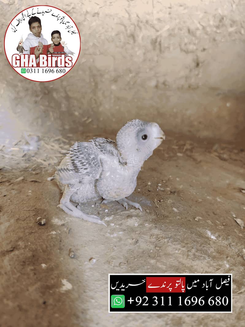 Baby Budgie without wings 5