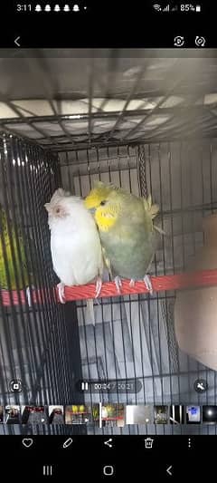 Budgies