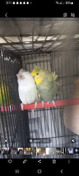 Budgies (Black wing and Hogoromo) 0