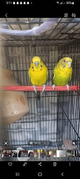 Budgies (Black wing and Hogoromo) 1