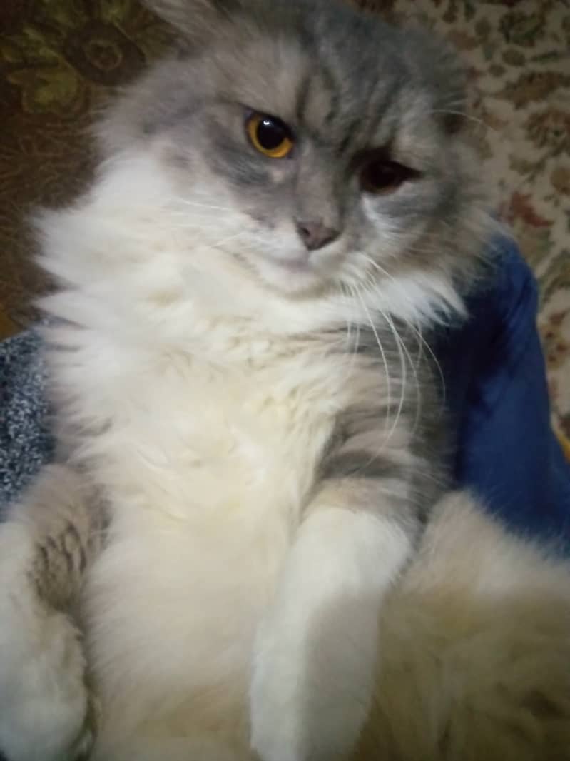 White And Silver Triple Coated Persian Cat 3