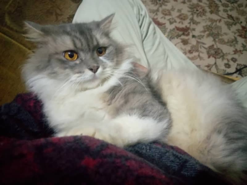 White And Silver Triple Coated Persian Cat 4