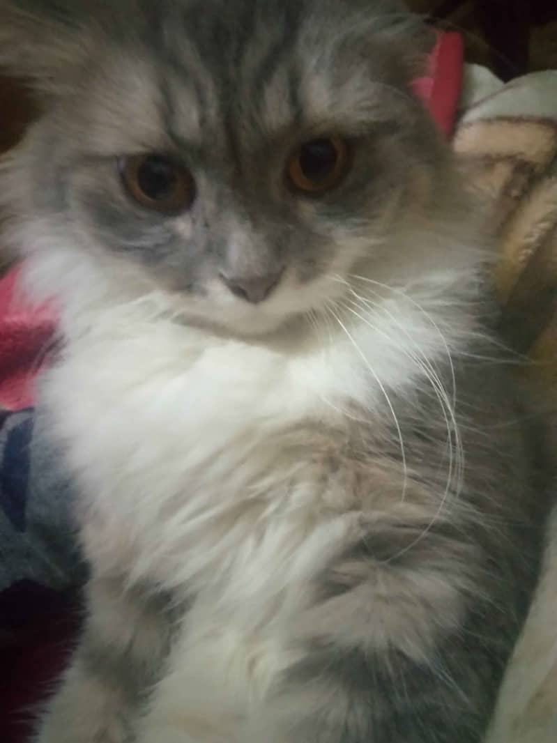 White And Silver Triple Coated Persian Cat 5