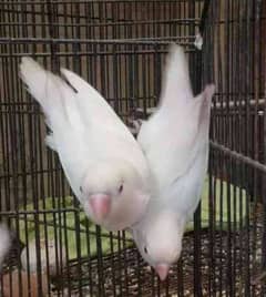 albino white breeder pair