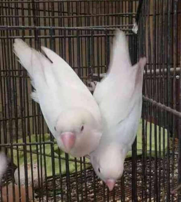 albino white breeder pair 0