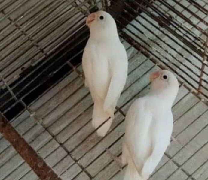 albino white breeder pair 1