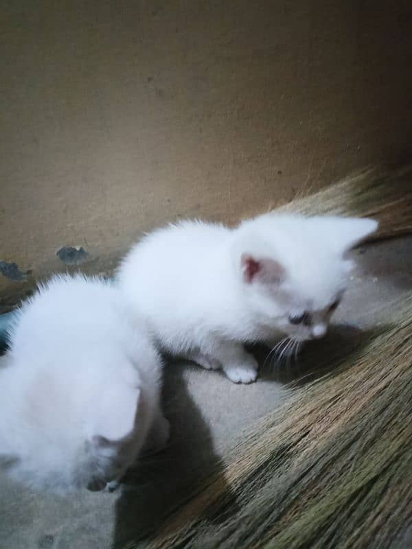 2 Persian kittens ( age 1 month) 0