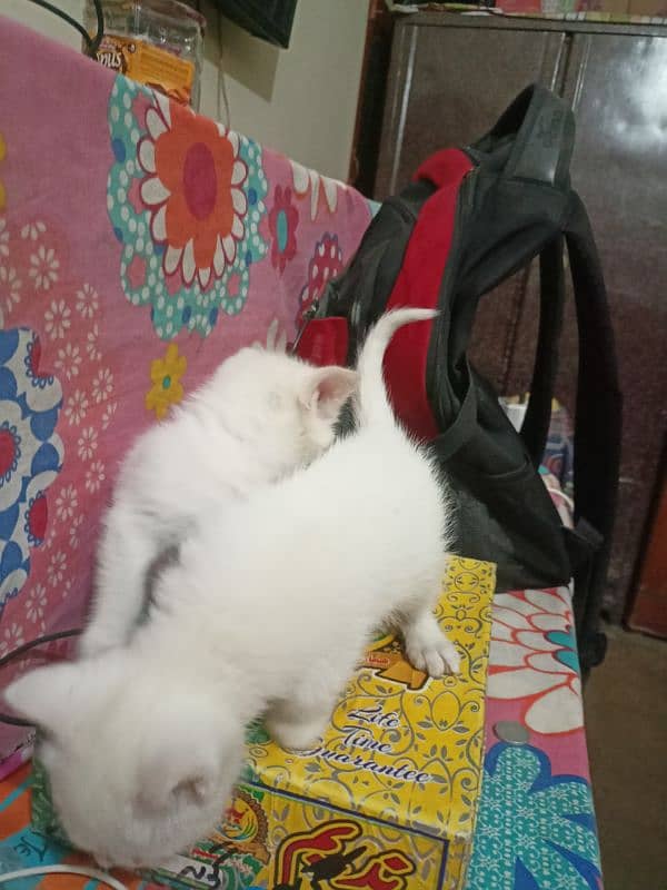 2 Persian kittens ( age 1 month) 2