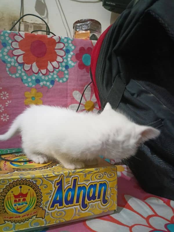 2 Persian kittens ( age 1 month) 3