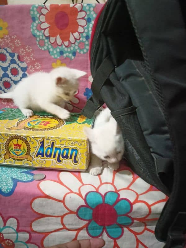 2 Persian kittens ( age 1 month) 5