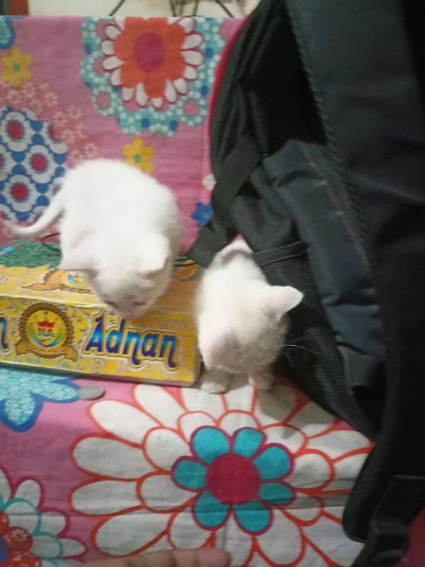 2 Persian kittens ( age 1 month) 7