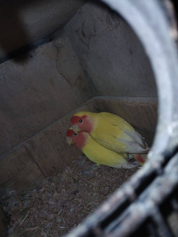 Hens for sale 3