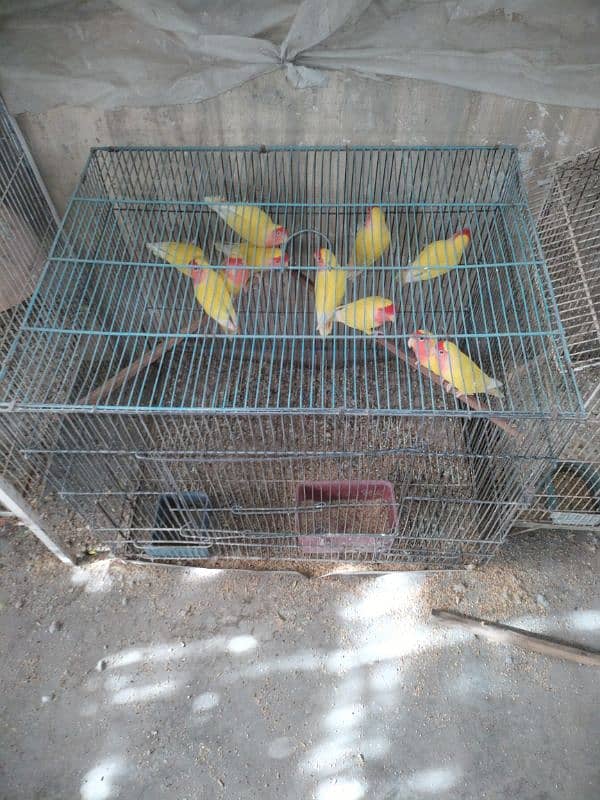 Hens for sale 5