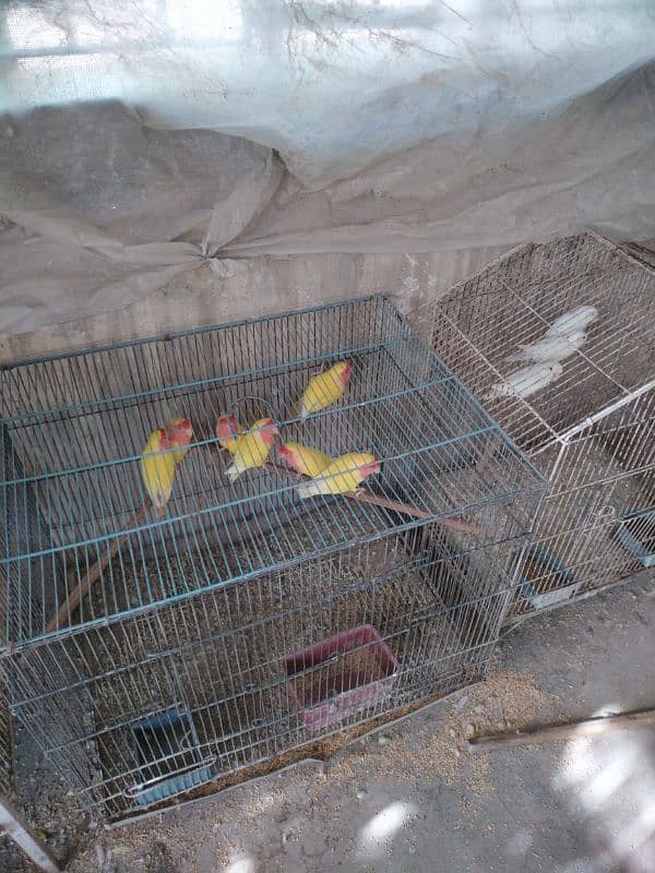 Hens for sale 6