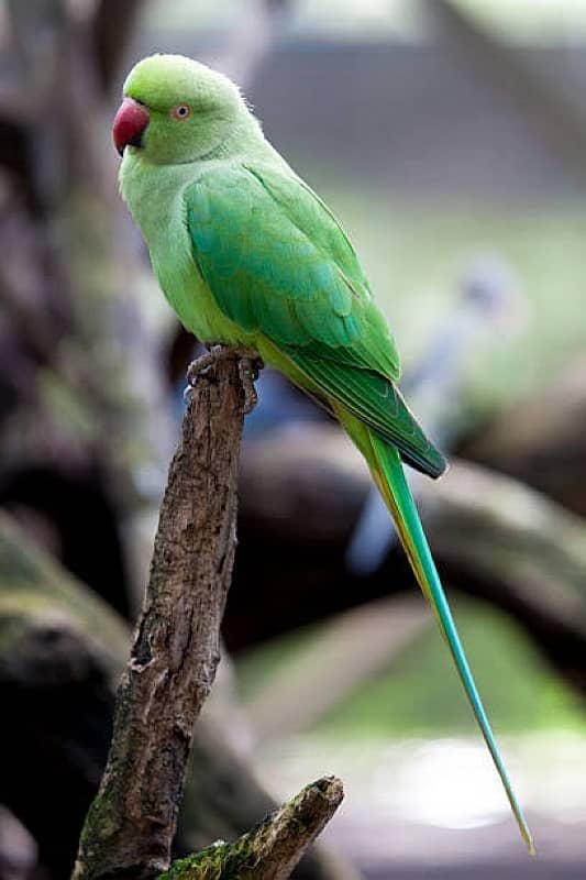 Female Parrot in Learning Stage 0