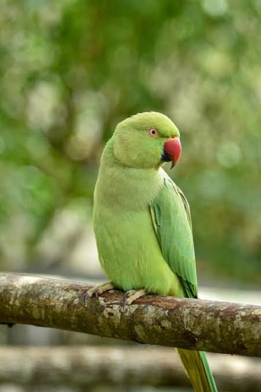 Female Parrot in Learning Stage 1