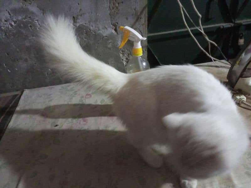 white pershion cat 3