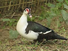 Muscovy eggs