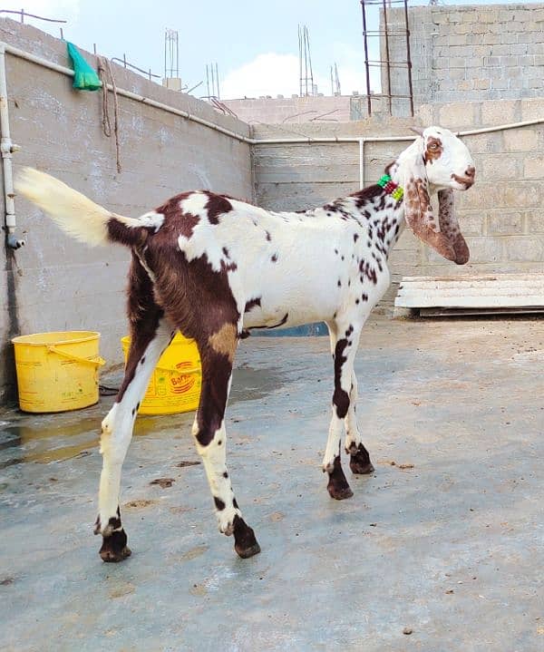 qurbani Ka khassi Bakra pure Fayslabadi 0