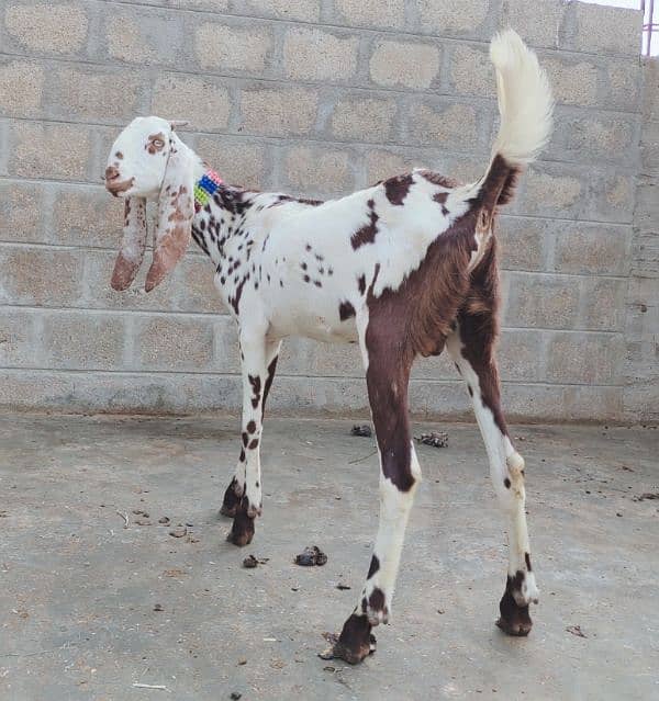 qurbani Ka khassi Bakra pure Fayslabadi 1