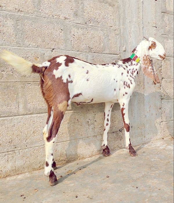 qurbani Ka khassi Bakra pure Fayslabadi 2