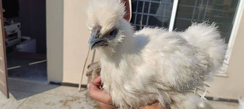 silkie hens, pair 1 murgha 2 murghie 7 months old ready to breed 0