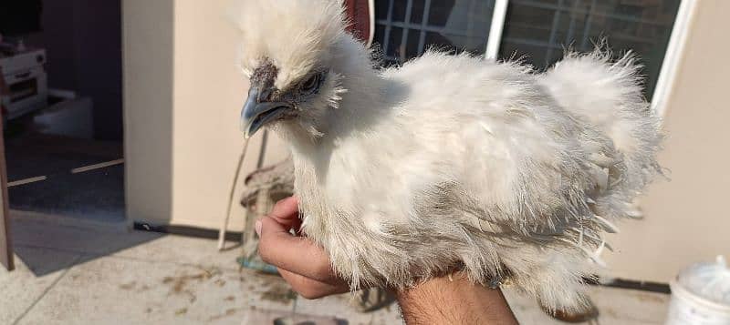 silkie hens, pair 1 murgha 2 murghie 7 months old ready to breed 1