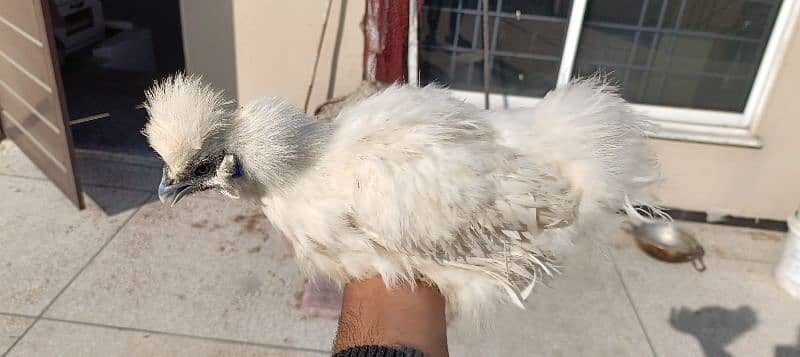 silkie hens, pair 1 murgha 2 murghie 7 months old ready to breed 2