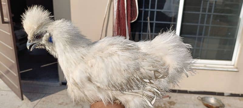 silkie hens, pair 1 murgha 2 murghie 7 months old ready to breed 3