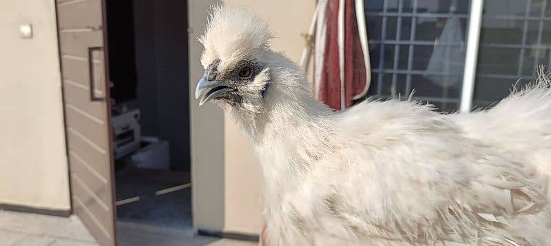 silkie hens, pair 1 murgha 2 murghie 7 months old ready to breed 4