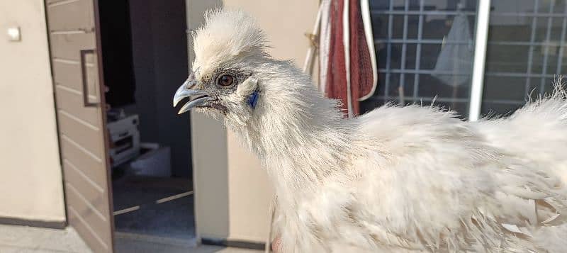 silkie hens, pair 1 murgha 2 murghie 7 months old ready to breed 5